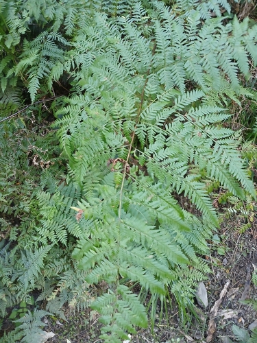 Pteris tremula observed 2026-10-24
