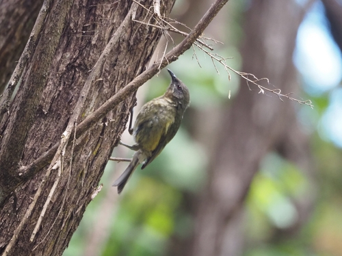 Anthornis melanura observed 2026-10-24