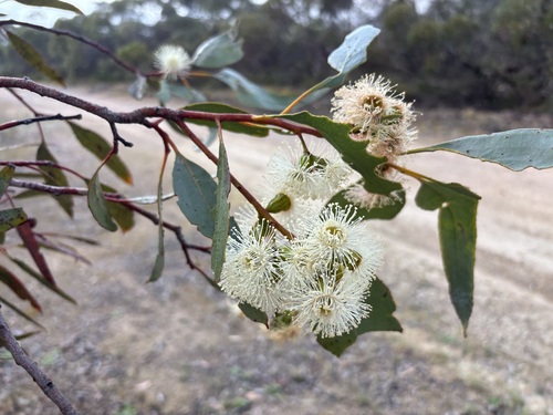 Eucalyptus incrassata observed 2026-10-24