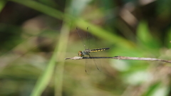 Brachydiplax sobrina