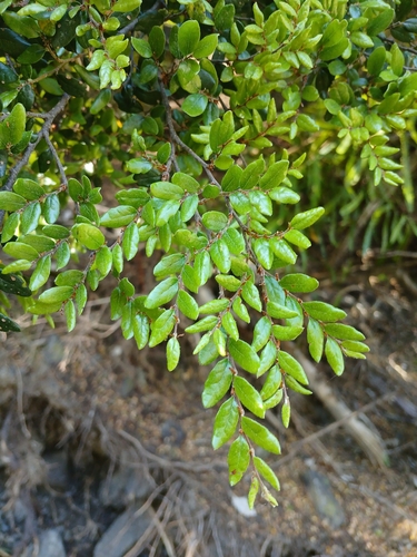 Nothofagus solandri observed 2026-10-24