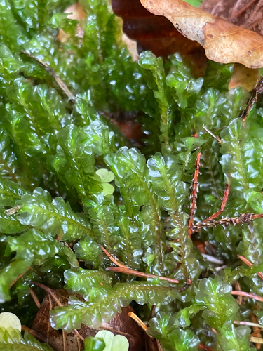 Plagiochila observed 2026-10-23