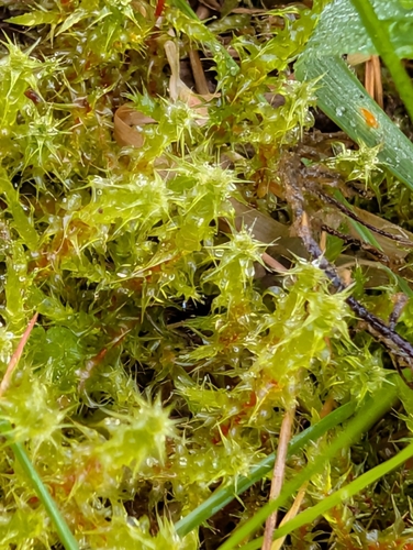 Rhytidiadelphus squarrosus observed 2026-10-24