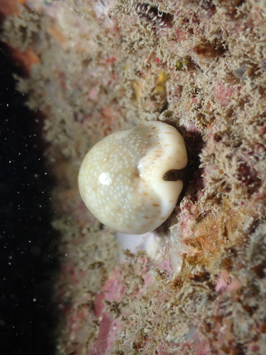 Cypraea erosa observed 2026-10-24