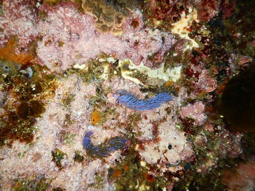 Pteraeolidia ianthina observed 2026-10-24