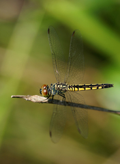 Brachydiplax sobrina