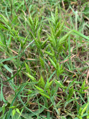 Bromus hordeaceus observed 2026-10-24