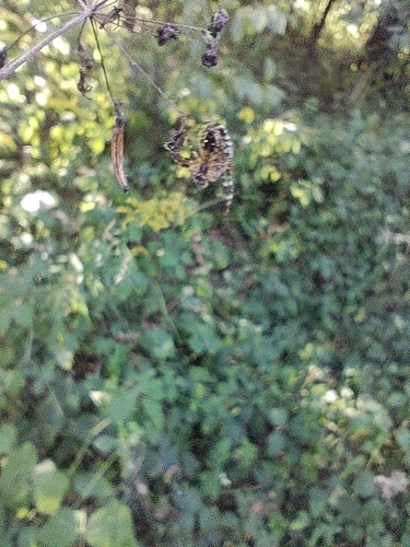Cross Orbweaver photograph by the iNaturalist community