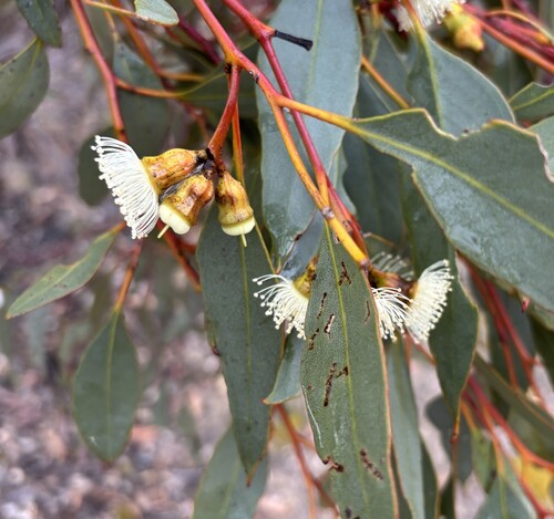 Eucalyptus incrassata observed 2026-10-24