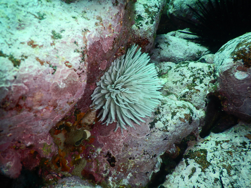Sabellastarte observed 2026-10-24