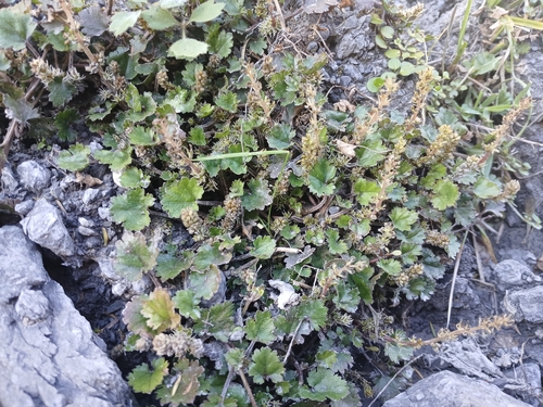 Gunnera monoica (Gunnera monoica)