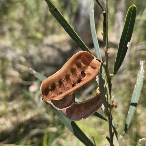 Acacia suaveolens observed 2026-10-24