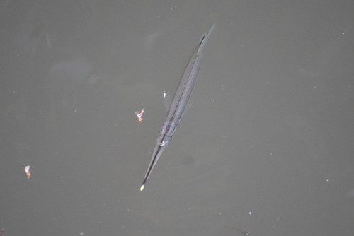 Zenarchopterus observed 2026-10-24