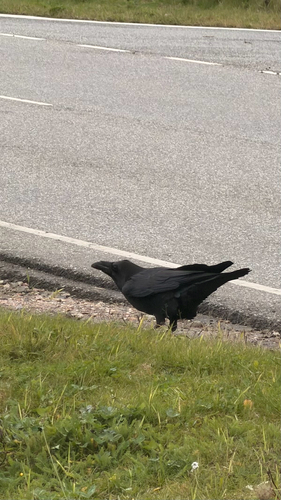 Common Raven photograph by the iNaturalist community