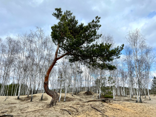 Scots pine photograph by the iNaturalist community