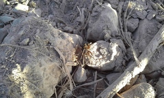 Diapontia