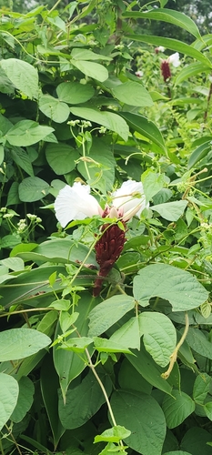 Hellenia speciosa observed 2026-10-24
