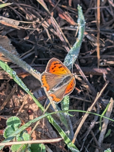 Small Copper photograph by the iNaturalist community
