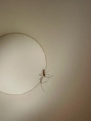 Silver Long-jawed Orbweaver