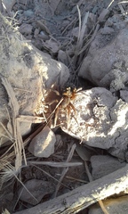 Diapontia