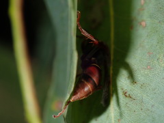Polistes humilis humilis