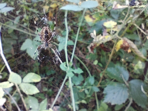 Cross Orbweaver photograph by the iNaturalist community