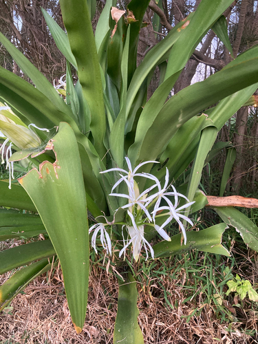 Crinum asiaticum observed 2026-10-24