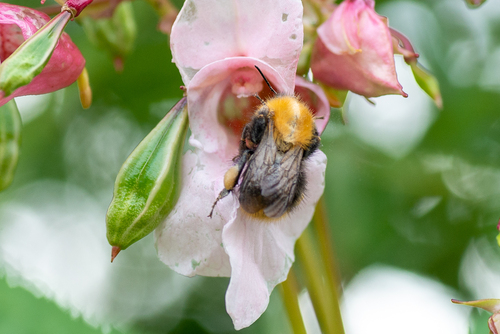 Common Carder Bumble Bee photograph by the iNaturalist community