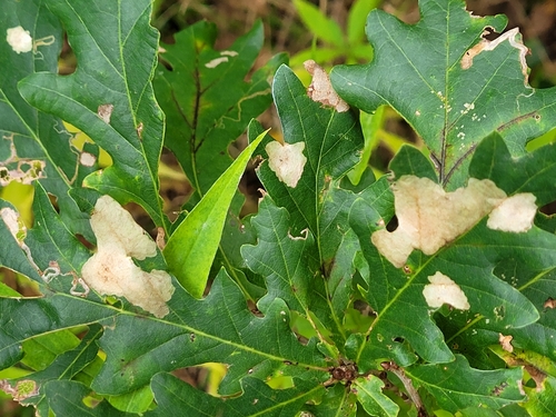 Oak Carl, 9466 PB Gasteren, Nederland, photo 8 of 10