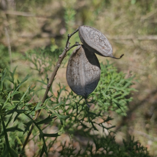 Lomatia silaifolia observed 2026-10-24