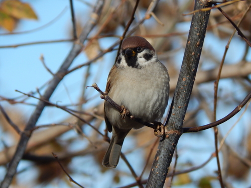 Eurasian Tree Sparrow photograph by the iNaturalist community