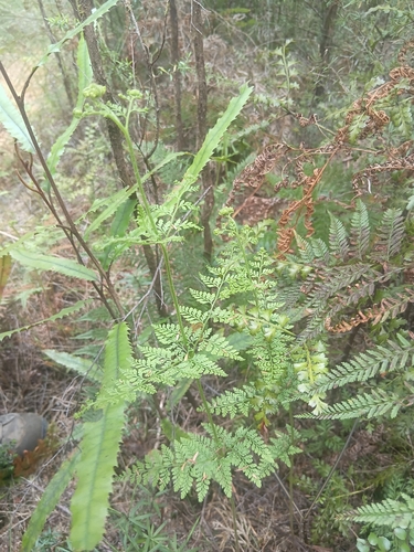 Paesia scaberula observed 2026-10-24
