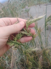Poa macrantha