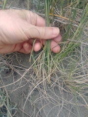 Poa macrantha