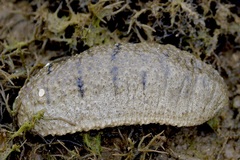 Holothuria scabra