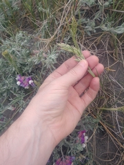 Poa macrantha