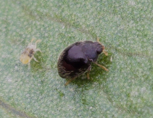 Mite-eating Ladybirds
