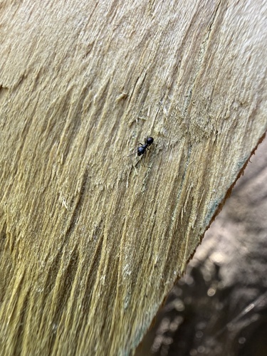 Ochetellus glaber observed 2026-10-24