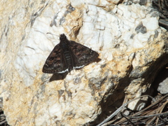 Erynnis pacuvius
