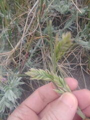 Poa macrantha