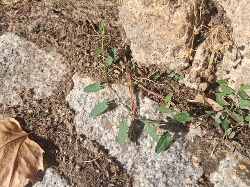 field bindweed photograph by the iNaturalist community