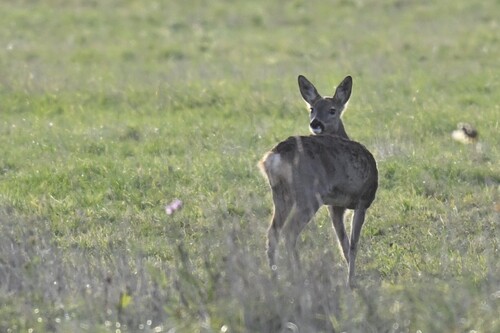 Western Roe Deer photograph by the iNaturalist community