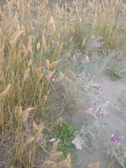 Poa macrantha