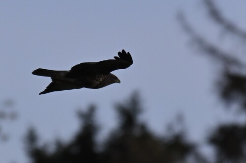 Common Buzzard photograph by the iNaturalist community
