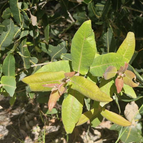 Angophora hispida, 2026-10-24