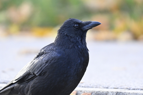 Carrion Crow photograph by the iNaturalist community