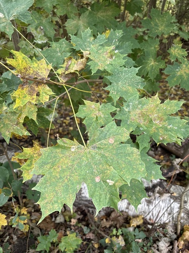 Norway maple photograph by the iNaturalist community