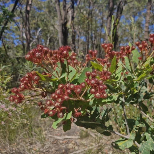 Angophora hispida, 2026-10-24