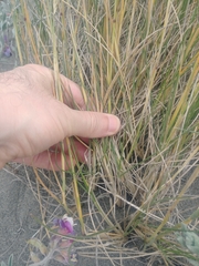 Poa macrantha