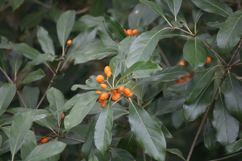 Pittosporum ferrugineum observed 2026-10-24